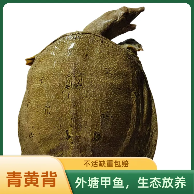 【养殖户直发】（3只装）单只2斤差一点青黄背 外塘散养生态甲鱼鲜活