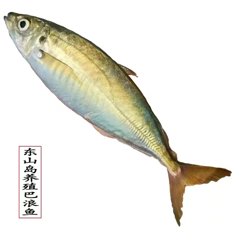 养殖巴浪鱼福建东山岛生态土豪养殖巴浪鱼鲜活上岸速冻锁鲜餐厅酒店排挡批发