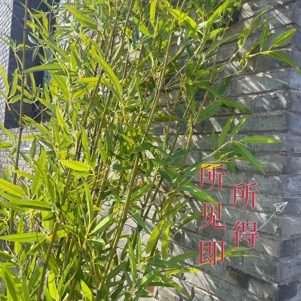 仿真竹子假竹子室内装饰隔断屏风挡墙造景仿生竹子加密室外绿植