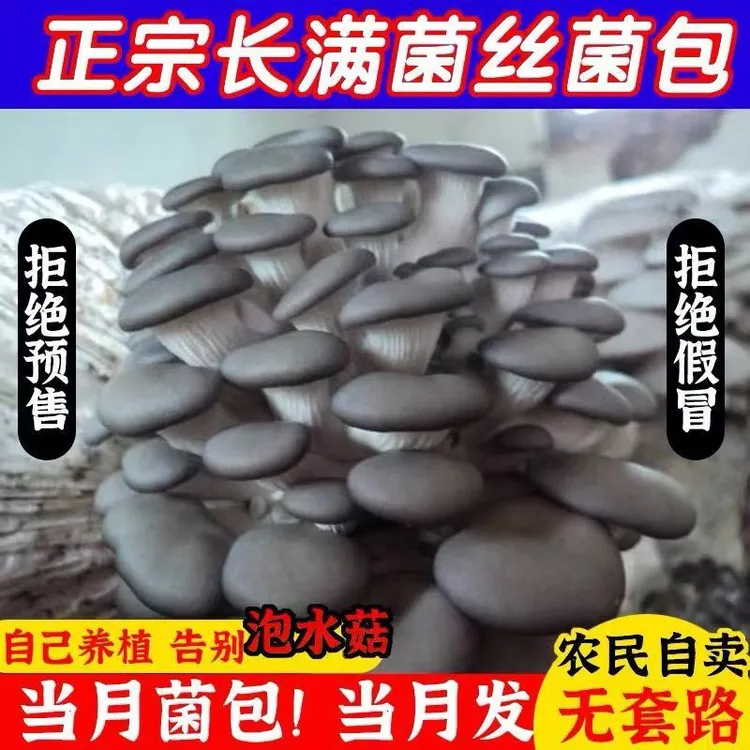 〖灰平菇包邮〗蘑菇菌包菌棒盆栽家庭种植好玩又好吃基地直销好养活