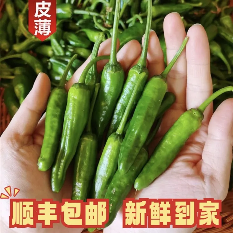 【顺丰包邮】正宗新鲜樟树小青椒皮薄鲜辣美味下饭小青椒产地直发