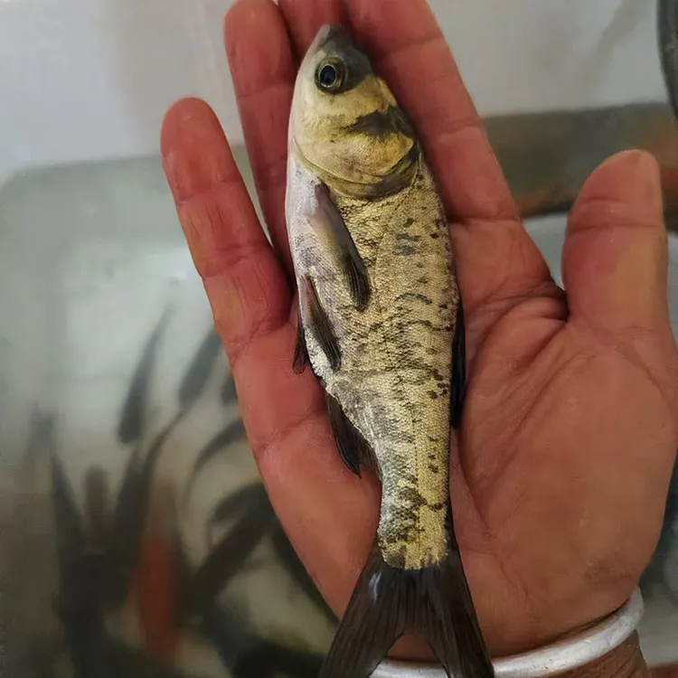 花鲢胖头鱼鳙鱼水产直发小鱼儿