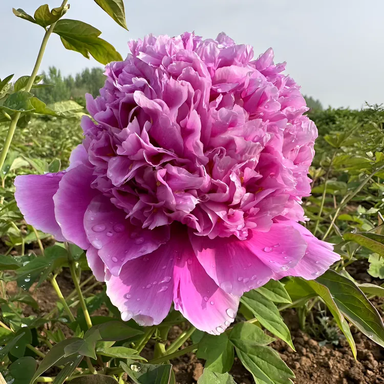 《大魏紫》牡丹  千层多瓣绿植现在下单秋季发货