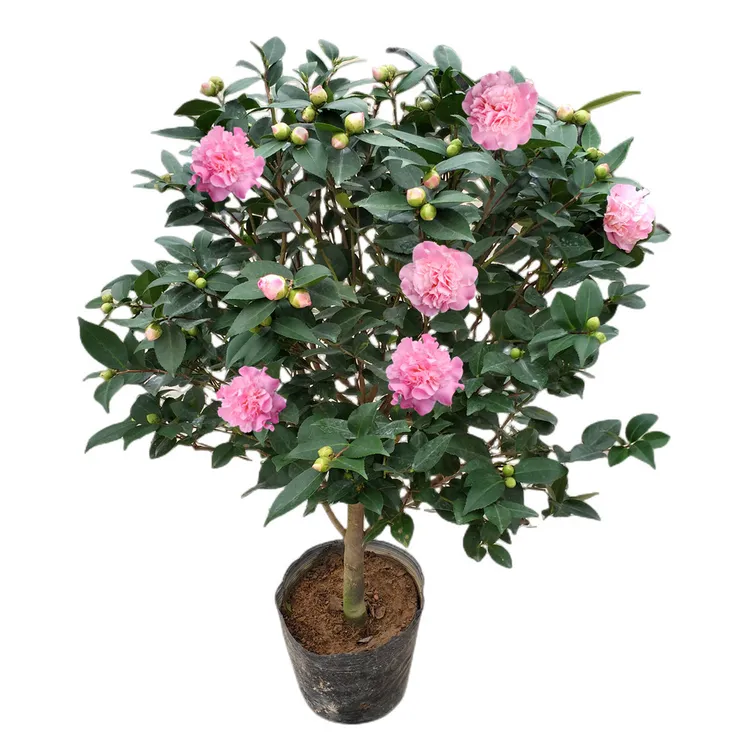【粉色香味】香妃千里香大棵茶花树盆栽大型山茶茶树四季绿阳台庭院