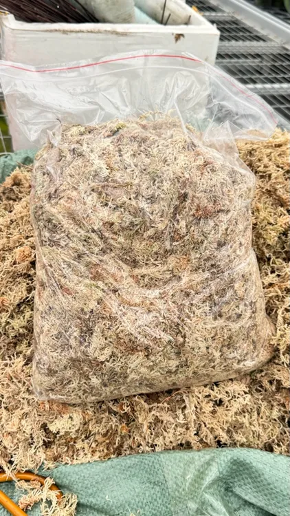 干水苔蝴蝶兰专用