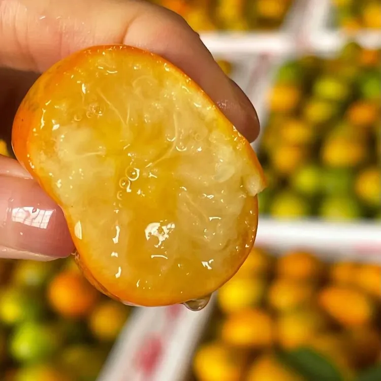 精选油皮麻皮金桔小金桔鲜果新鲜纯甜金柑现摘东北金钱桔