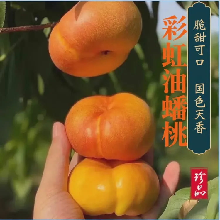 重量【彩虹油蟠桃】3斤4斤早金霞新鲜采摘皮薄脆甜放软爆汁坏果包赔