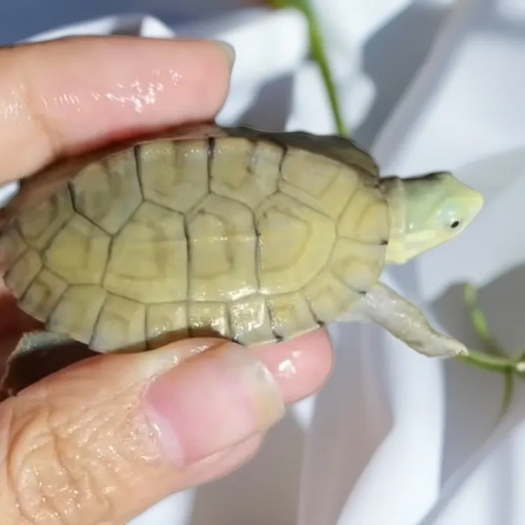 人工繁育纯种小青龟北石龟黄喉拟水龟观赏宠物乌龟活体活物