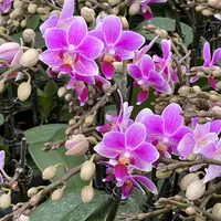 悠花里蝴蝶兰（香格里拉）单双混带花带花苞蝴蝶兰