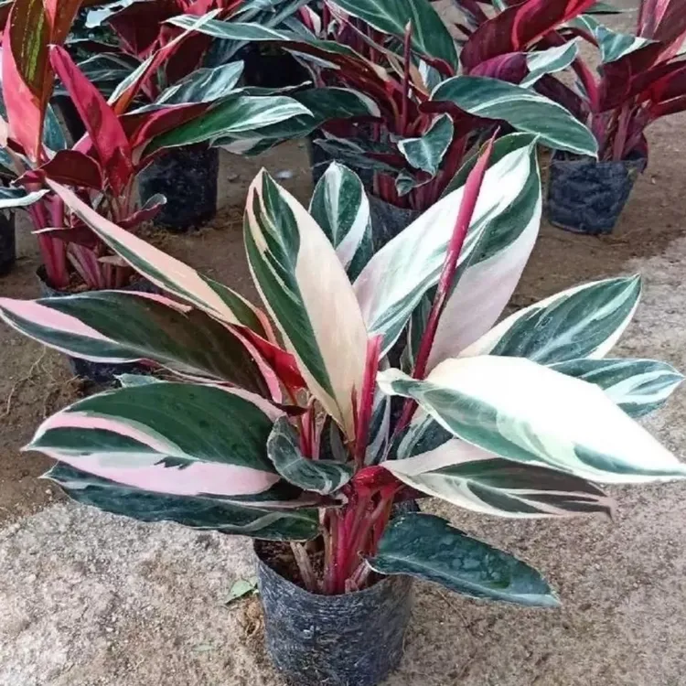 七彩竹芋 25厘米高左右