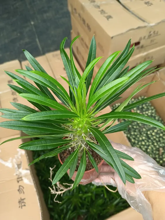 霸王树 15厘米高左右