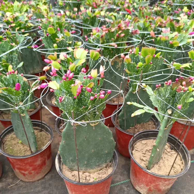 仙人掌嫁接蟹爪兰 30厘米高左右