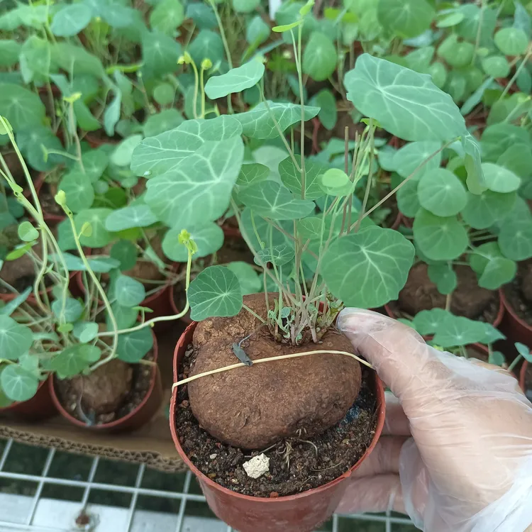 山乌龟 球径4厘米