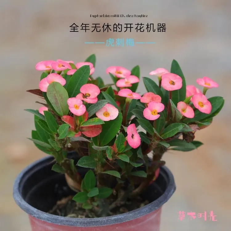 绿植小花虎刺梅粉色 15厘米高左右