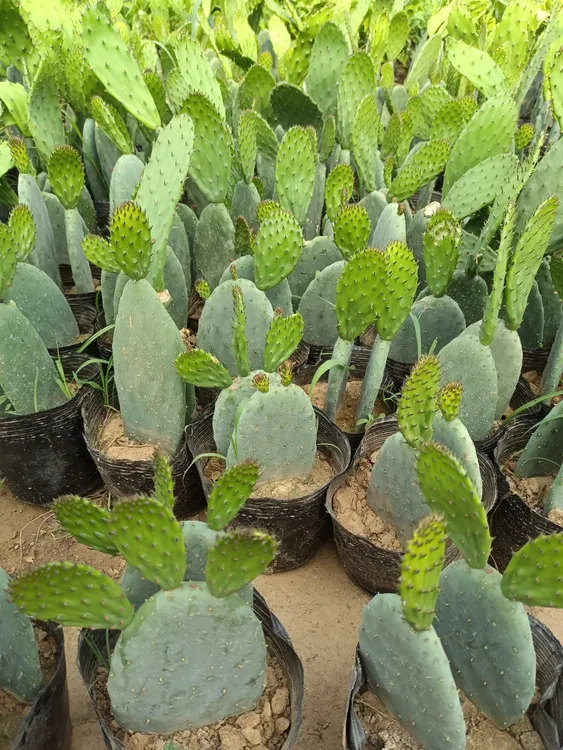 米邦塔食用仙人掌 种植 食用 药用 美容 盆栽 外敷 绿色植物消肿