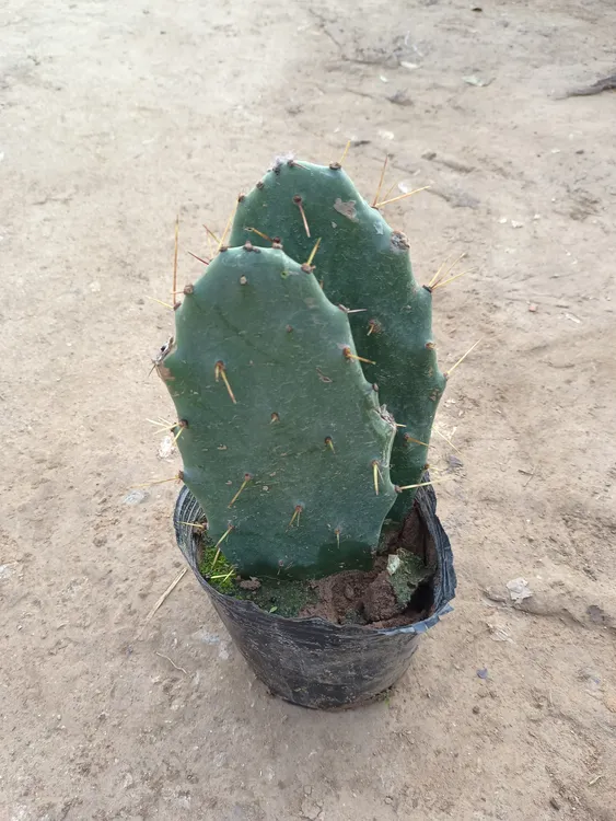 黄大刺仙人掌盆栽