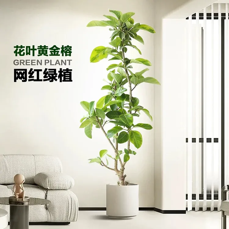 黄金网红富贵榕办公室客厅花卉植物黄金榕室内大型绿植送货上门