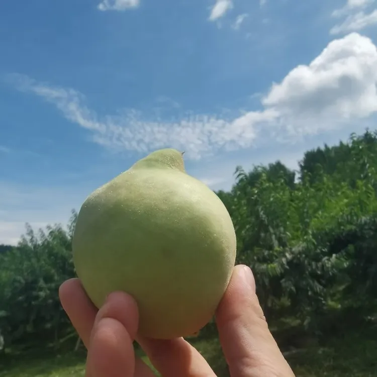 连州鹰嘴桃鲜桃10斤装5斤装包邮到家清甜爽口多汁水果现摘现发