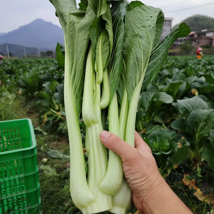 连州迟菜心5斤10斤顺丰快递包邮甜菜心软甜爽口清甜无渣广东菜心