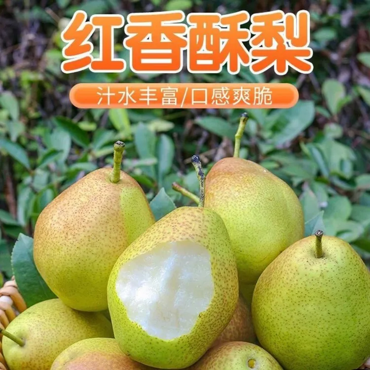 家乡山区特产红香酥梨5斤