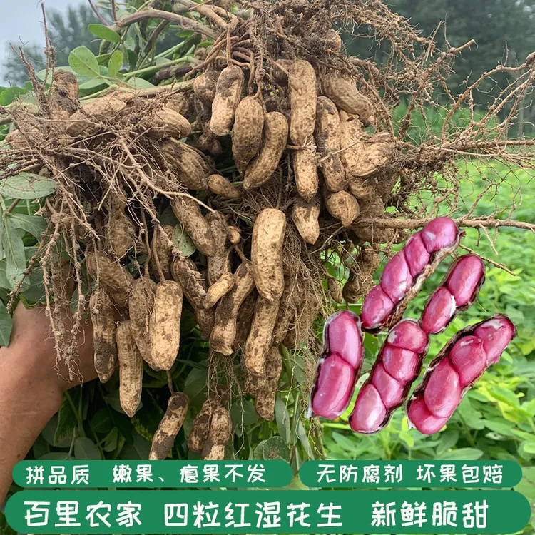 2025新鲜现挖红皮花生湿花生四粒红品种红衣花生带泥带壳农家种植