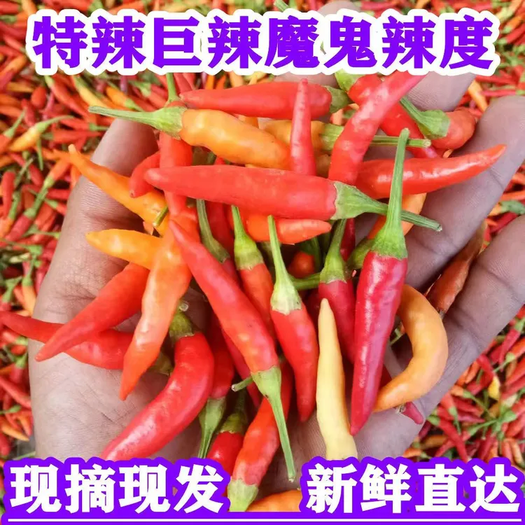 现摘鲜辣椒 魔鬼辣 特辣新鲜小米辣朝天椒巨辣超辣3斤5斤1斤包邮