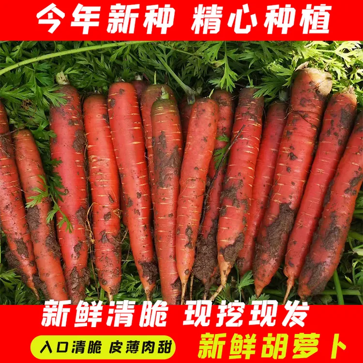 甘肃沙地水果胡萝卜红胡萝卜新鲜蔬菜批发包邮甜脆香甜食用