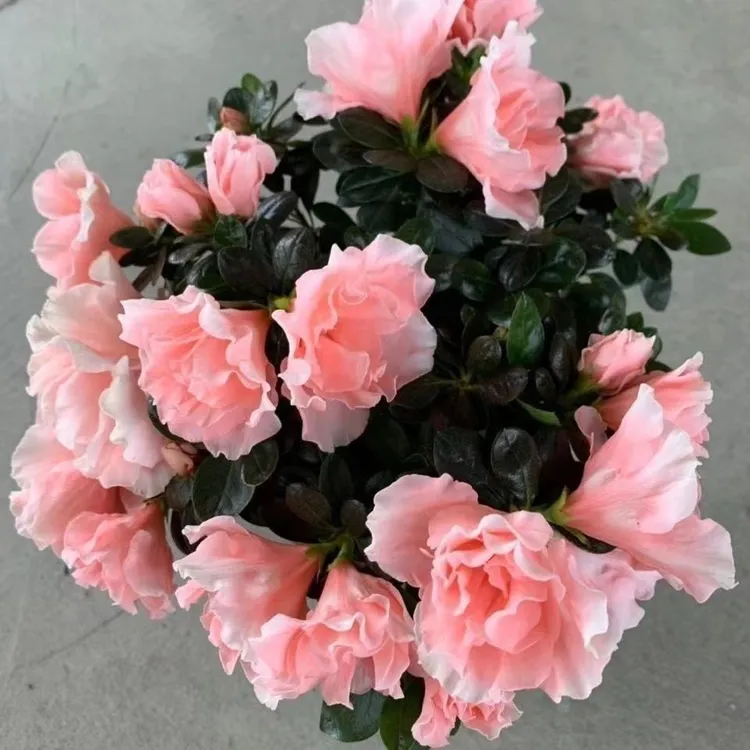 四季开花带花苞杜鹃花盆栽室内阳台花卉绿植净化空气
