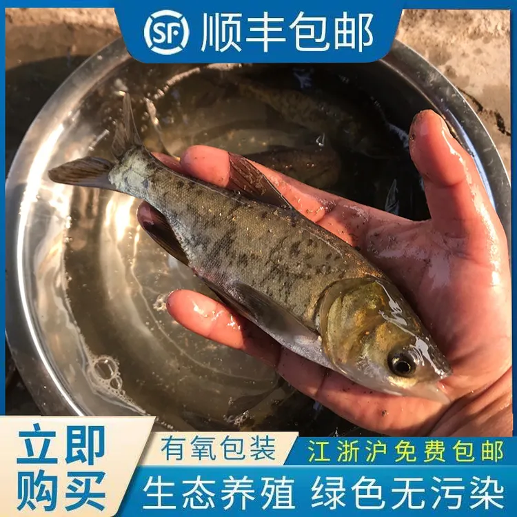 花鲢草鱼青鱼桂鱼白鲢鲈鱼淡水鳜鱼鲫鱼翘嘴养殖包活特大顺丰包邮