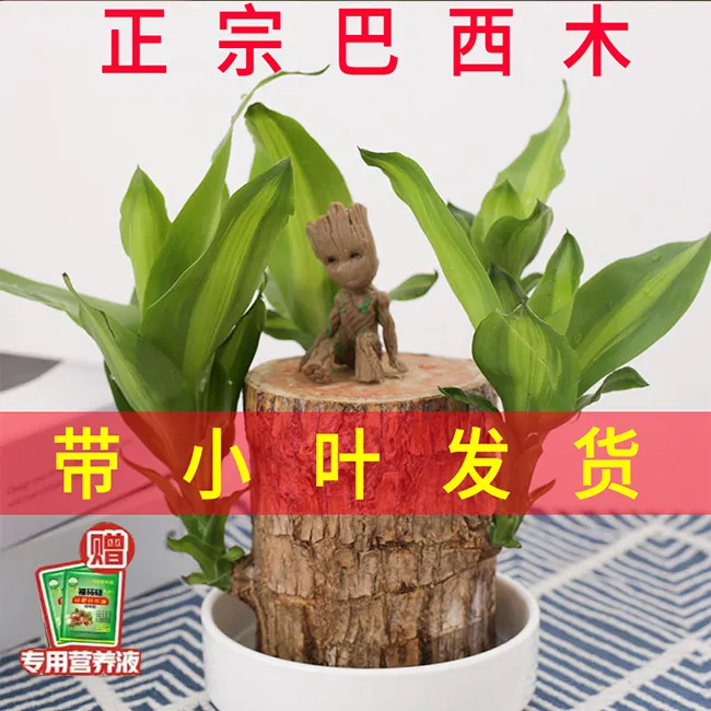 【带叶发货】幸运巴西木带芽水养格鲁特室内好养活办公室桌面盆栽