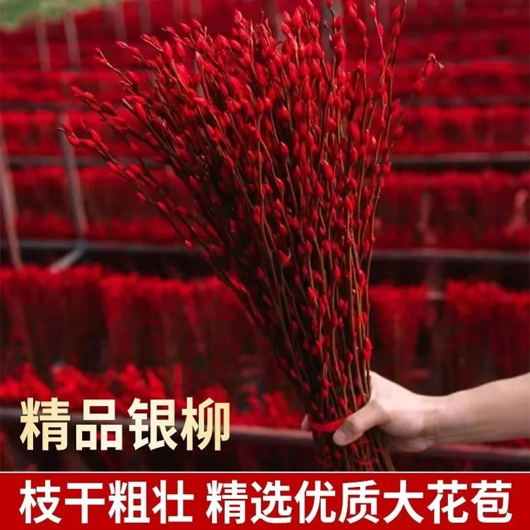 银柳真花鲜枝年宵花卉红色干枝银柳水培植物干枝红柳室内装饰摆件