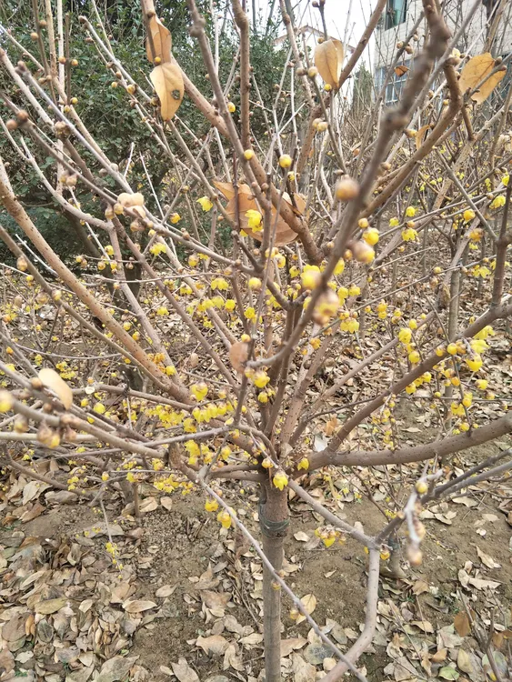 腊梅大苗地栽浓香型冬季开花庭院别墅耐寒室外素心腊梅浓香型
