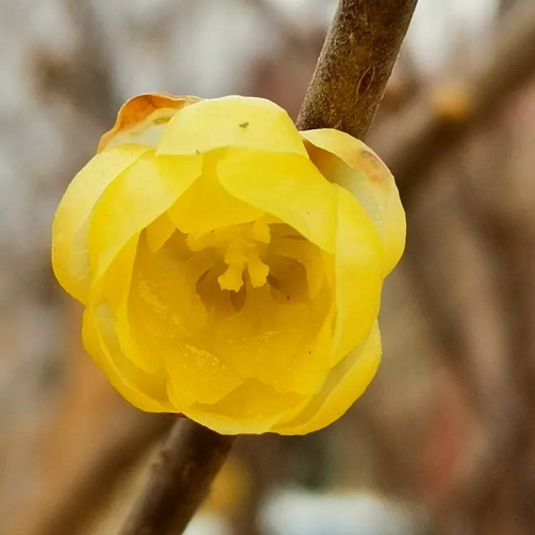 品种腊梅庭院观赏植物鄢陵嫁接蜡梅盆栽腊梅素心腊梅