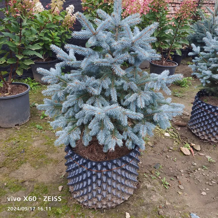 美国蓝衫 庭院别墅耐寒观赏植物 美国圣诞树 花卉绿植盆栽花镜