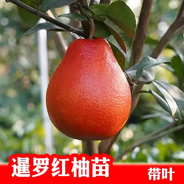 柚子树苗泰国三红柚苗暹罗红柚果树苗南方庭院阳台栽种大苗带土球