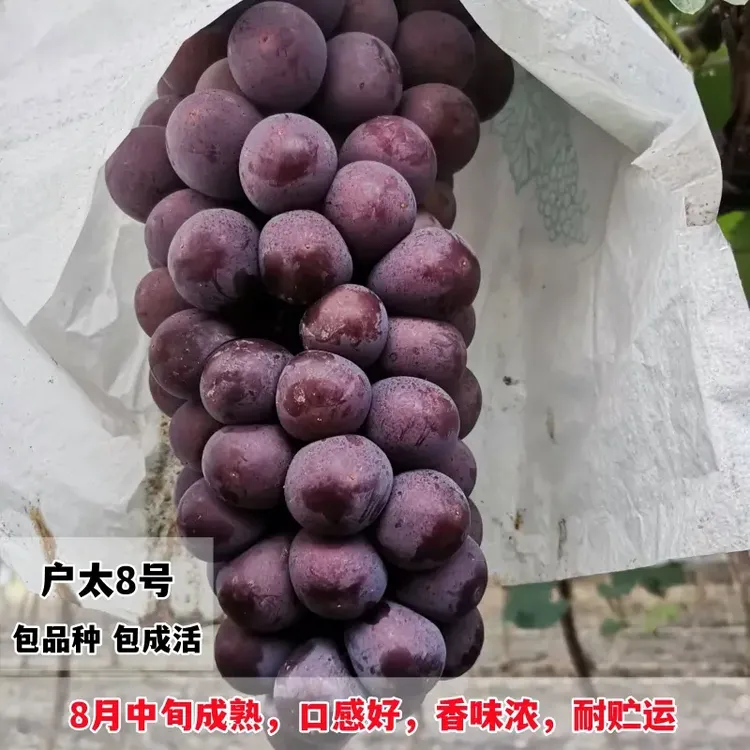 葡萄苗嫁接户太八号葡萄树苗南北方阳台盆栽特大庭院地栽当年结果