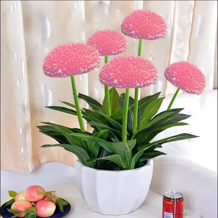 【驱蚊】新款浓香型蘑菇四季开花卉大全大花耐热耐寒懒人卧室盆栽花