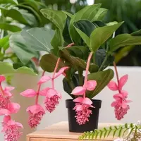 宝莲灯花四季开花室内耐寒耐旱耐热阳台盆栽地栽绿植种植