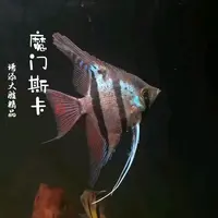 超萌好物琦添大胜 魔门斯卡神仙鱼南美小型热带鱼小型淡水观赏鱼