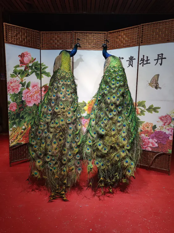 家居饰品摆件工艺:孔雀标本(单只价格)左右可挑选