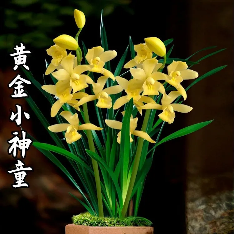 【黄金小神童、带花剑】花色纯正金黄香味清雅客厅室内兰花绿植盆栽