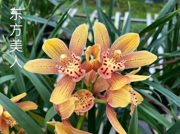 大花蕙兰【东方美人】花大香浓花期长高端客厅室内绿植盆栽