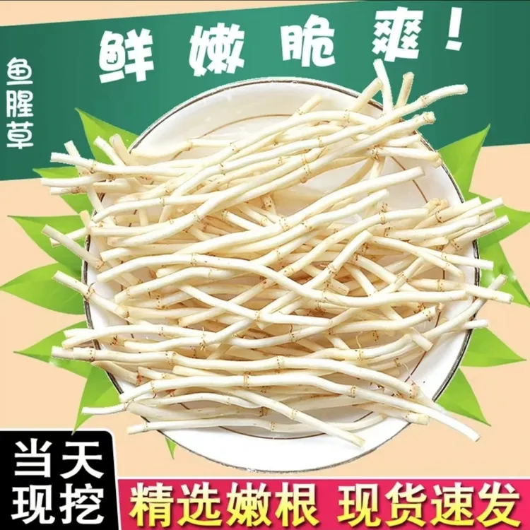 【坏根包赔】新鲜现挖鱼腥草嫩根折耳根嫩芽节节根应季蔬菜凉拌菜