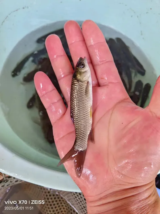 观赏鱼宠物草淡水活体发货