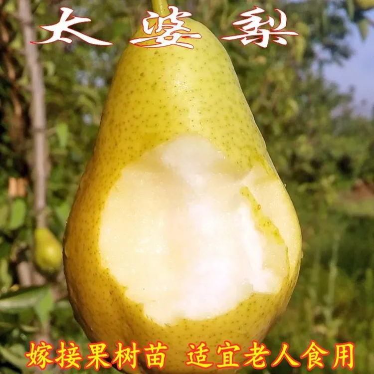 太婆梨苗 茄梨嫁接果树苗 香蕉梨苗大头巴梨香软梨酥梨树