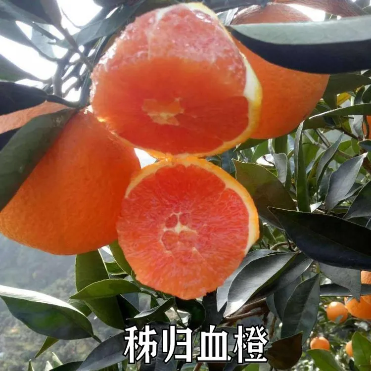 新品种果树苗脐橙嫁接苗橙子树苗全红心血橙苗秭归血橙苗