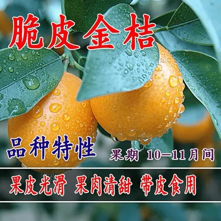 金桔树苗嫁接苗南北方种脆皮金蜜甜桔盆栽地栽金橘子树苗