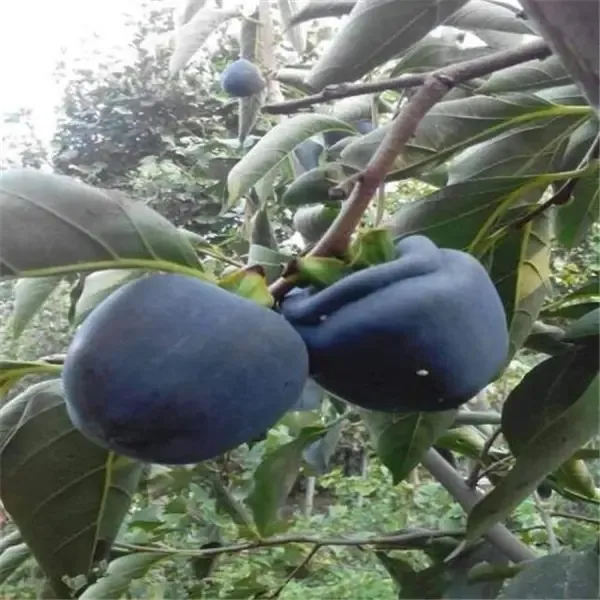 黑柿子脆甜柿裸根苗真品种对版苗南北方可栽种