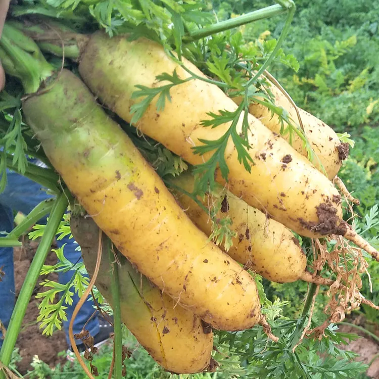 果中邢黄胡萝卜山西运城新鲜农家蔬菜现挖现发产地直供手抓饭包邮