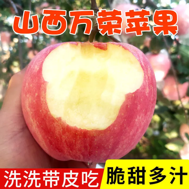 果中邢高山正宗红富士苹果新鲜水果脆甜冰糖心丑苹果现摘原产地商品图